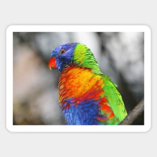 Rainbow Lorikeet Portrait #3 Sticker